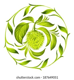 decorative circle soursop with leaves