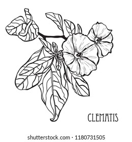 Decorative clematis flowers, design elements. Can be used for cards, invitations, banners, posters, print design. Floral background in line art style