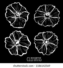 Decorative clematis  flowers set, design elements. Can be used for cards, invitations, banners, posters, print design. Floral background in line art style