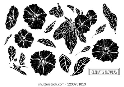 Decorative clematis flowers set, design elements. Can be used for cards, invitations, banners, posters, print design. Floral background in line art style