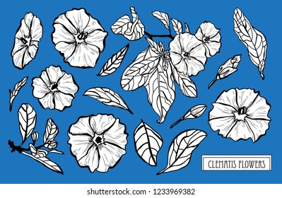 Decorative clematis flowers set, design elements. Can be used for cards, invitations, banners, posters, print design. Floral background in line art style