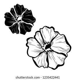 Decorative clematis  flowers set, design elements. Can be used for cards, invitations, banners, posters, print design. Floral background in line art style