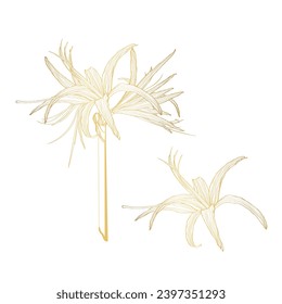 Decorative clivia amaryllis branch flower, golden line design element. Can be used for cards, invitations, banners, posters, print design. Floral background in line art style.