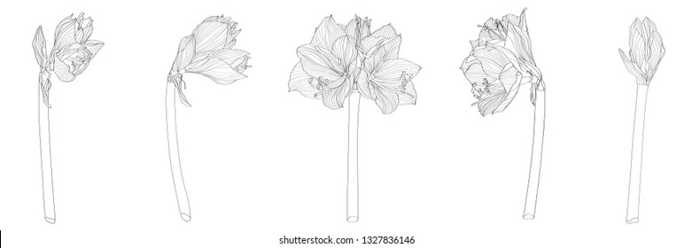 Decorative clivia amaryllis branch flowers set, design elements. Can be used for cards, invitations, banners, posters, print design. Floral background in line art style.