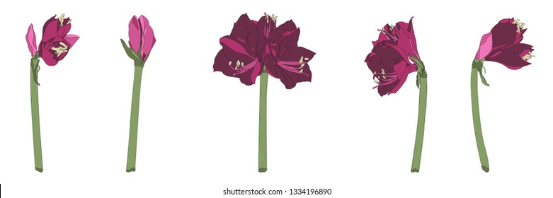 Decorative clivia amaryllis liles pink violet branch flowers set, design elements. Can be used for cards, invitations, banners, posters, print design. Floral background.