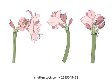 Decorative clivia amaryllis liles pink  branch flowers set, design elements. Can be used for cards, invitations, banners, posters, print design. Floral background.