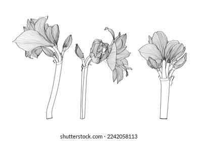 Decorative clivia amaryllis line flowers, design elements. Can be used for cards, invitations, banners, posters, print design. Floral background in line art style.
