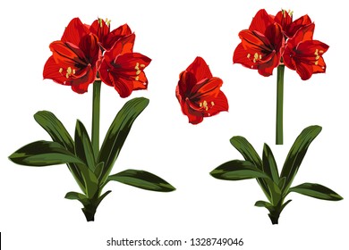 Decorative clivia amaryllis red branch of lilies flowers set, design elements. Can be used for cards, invitations, banners, posters, print design. Floral background.