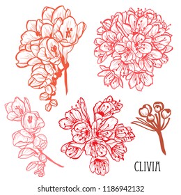 Decorative clivia (bush lily) flowers set, design elements. Can be used for cards, invitations, banners, posters, print design. Floral background in line art style
