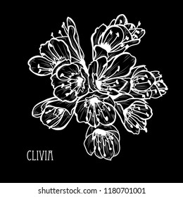 Decorative clivia flowers, design elements. Can be used for cards, invitations, banners, posters, print design. Floral background in line art style