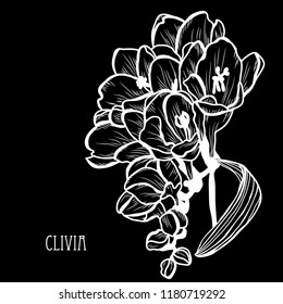 Decorative clivia flowers, design elements. Can be used for cards, invitations, banners, posters, print design. Floral background in line art style