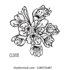 Decorative clivia flowers, design elements. Can be used for cards, invitations, banners, posters, print design. Floral background in line art style