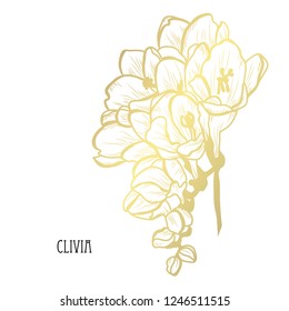 Decorative  clivia flowers, design elements. Can be used for cards, invitations, banners, posters, print design. Golden flowers