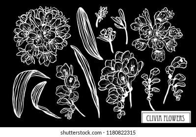 Decorative clivia flowers set, design elements. Can be used for cards, invitations, banners, posters, print design. Floral background in line art style