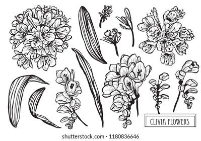 Decorative clivia flowers set, design elements. Can be used for cards, invitations, banners, posters, print design. Floral background in line art style