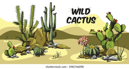 Decorative colorful banner with various desert cactuses and succulents, engraving vector illustration. Botanical banner or flyer background with cactuses.