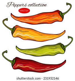 Decorative colorful bright chili peppers. Vector illustration