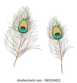Decorative colorful peacock feathers illustration, peacock plumage.