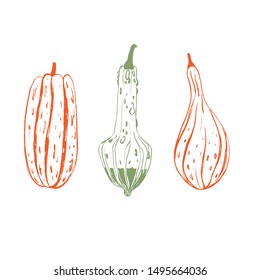 Decorative colorful pumpkins. Hand drawn sketch vector autumn illustration. Thanksgiving Day card. Logotype. Holiday background. Harvest.