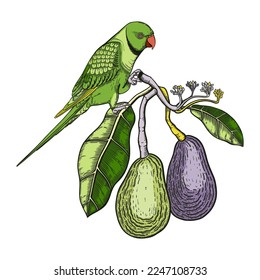 Decorative composition with avocado and green parrot. Colorful tree branch with flowers, leaves, and two whole fruit. Vector illustration. Exotic plant and Indian ringneck parrot drawing