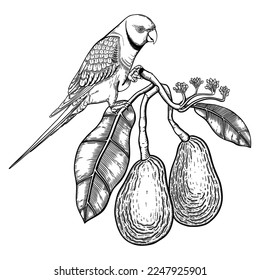 Decorative composition with avocado and green parrot. Black avocado branch with flowers, leaves, and two whole fruit illustrations. Exotic plant and Indian ringneck parrot drawing.