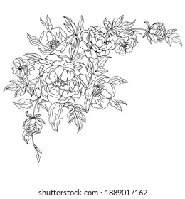 Decorative composition of blooming peonies for arrangement a greeting cards. Vector illustration of floral bouquet.