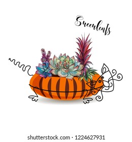 Decorative composition of succulents. In a flowerpot in the form of a striped cat. Graphics with watercolor. Vector