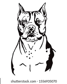 Decorative contour outline portrait of Dog American Staffordshire Terrier, vector illustration in black color isolated on white background. Image for design and tattoo. 