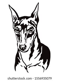 Decorative contour outline portrait of Dog Miniature Pinscher, vector illustration in black color isolated on white background. Image for design and tattoo. 