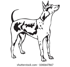 Decorative contour portrait of standing in profile  American Hairless Terrier, vector isolated illustration in black color on white background