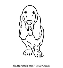 Decorative contour portrait of standing in profile Basset Hound, vector isolated illustration in black color on white background