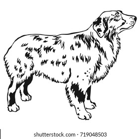 Decorative contour portrait of standing in profile Australian shepherd, vector isolated illustration in black color on white background