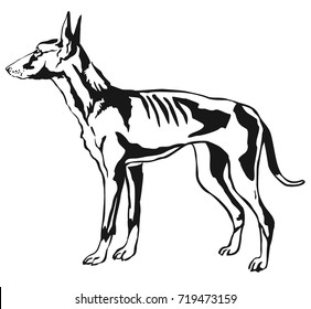 Decorative contour portrait of standing in profile Podenco Ibicenco (Ibizan Hound) dog, vector isolated illustration in black color on white background