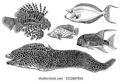 Decorative coral fish set. Black and white. Vector illustration. Hand drawing sketch. Vintage engraving. Underwater wildlife. Isolated objects. Spotted moray eel, zebra fish, fish surgeon and others