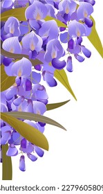 Esquina decorativa de ramas de flores lilas de Westeria, para texto, tarjetas, decoraciones, bodas, papel pintado