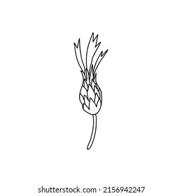 Cordón decorativo, ilustración de mano de vector de nuez aislada en blanco, flor de línea de arte, bosquejo de hierba botánica Centaurea para el diseño de té de hierbas, cosmética orgánica, medicina natural
