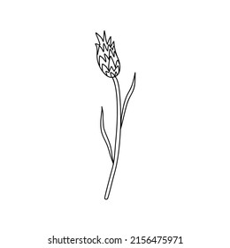 Decorative Cornflower, knapweed branch vector hand drawn ink illustration isolated on white, line art flower, doodle sketch, Centaurea botanical black for design herbal tea, cosmetic, natural medicine