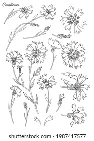 Cornflower decorativo, ilustración de tinta de punto dibujada a mano con knapweed aislada en blanco, flor de juego de líneas de arte, brote de brotes, dibujo de doodle de hojas, negro botánico Centaurea para diseño té de hierbas, cosmético, medicina