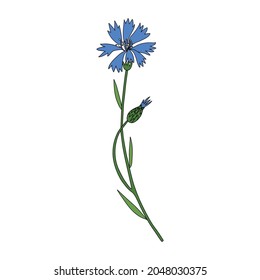 Decorative Cornflower, knapweed vector hand drawn ink illustration isolated on white, colorful flower, bud, leaf doodle sketch, Centaurea botanical herb for design herbal tea, cosmetic, medicine