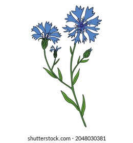 Decorative Cornflower, knapweed vector hand drawn ink illustration isolated on white, colorful flower, bud, leaf doodle sketch, Centaurea botanical herb for design herbal tea, cosmetic, medicine