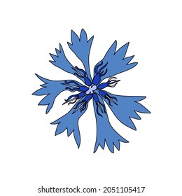 Decorative Cornflower, knapweed vector hand drawn ink illustration isolated on white, colorful flower, doodle sketch, Centaurea botanical herb for design herbal tea, organic cosmetic, natural medicine
