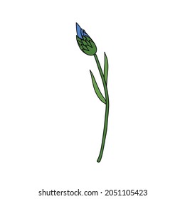 Decorative Cornflower, knapweed vector hand drawn ink illustration isolated on white, colorful flower, doodle sketch Centaurea botanical herb for design herbal tea, cosmetic, natural medicine