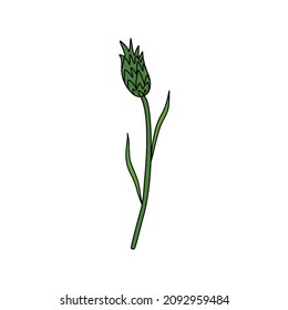 Cornflower decorativa, ilustración de tinta de punto dibujada a mano con knapweed aislada en flor blanca, colorida, boceto de doodle Herb botánico Centaurea para el diseño de té de hierbas, cosmética, medicina natural