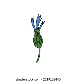 Dekorative Kornblume, knapwede, handgezeichnete Vektorgrafik einzeln auf Weiß, bunte Blume, Doodle-Skizze Centaurea botanische Kräuterpflanze für Design-Kräutertee, Kosmetik, Naturmedizin