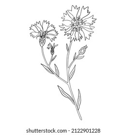 Decorative Cornflower, knapweed vector hand drawn ink illustration isolated on white, line art flower, outline doodle sketch Centaurea botanical black for design herbal tea, natural cosmetic, medicine