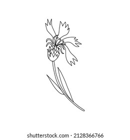 Decorative Cornflower, knapweed vector hand drawn ink illustration isolated on white, line art flower, outline doodle sketch Centaurea botanical black for design herbal tea, natural cosmetic, medicine