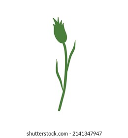 Decorative Cornflower knapweed vector hand drawn illustration isolated on white, colorful flower shape, Centaurea botanical herb green silhouette for design herbal tea, natural cosmetic, greeting card