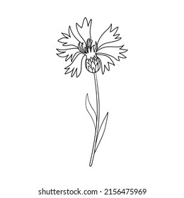 Cornflower decorativa, ilustración de tinta de punto dibujada a mano con knapweed aislada en blanco, flor de arte de línea, boceto de doodle, ramita botánica Centaurea para el diseño de té de hierbas, cosmética, medicina natural
