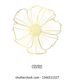 Decorative cosmos  flower, design element. Can be used for cards, invitations, banners, posters, print design. Golden flowers