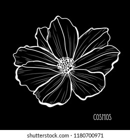 Decorative cosmos flowers, design elements. Can be used for cards, invitations, banners, posters, print design. Floral background in line art style